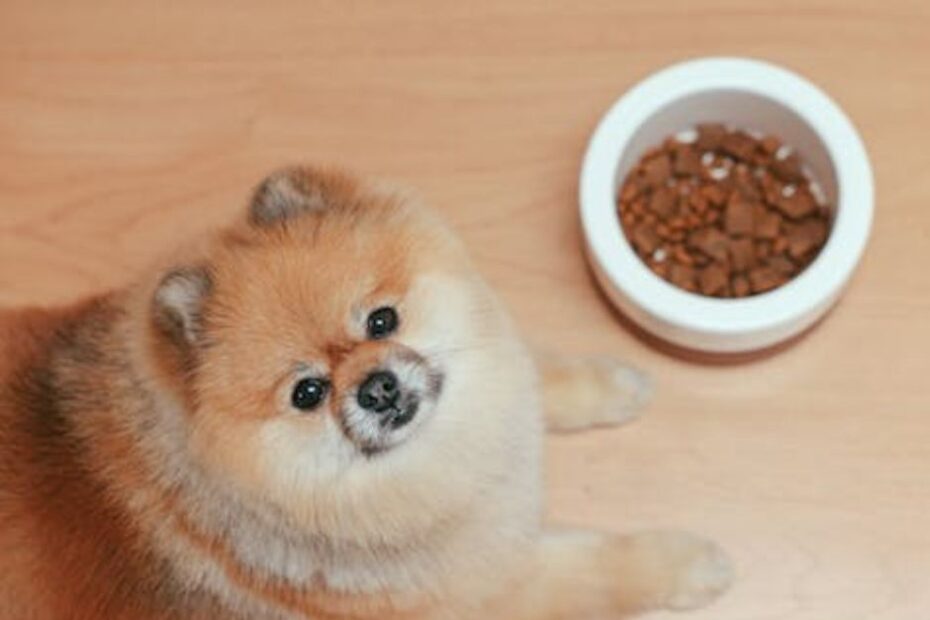 clear pet smells